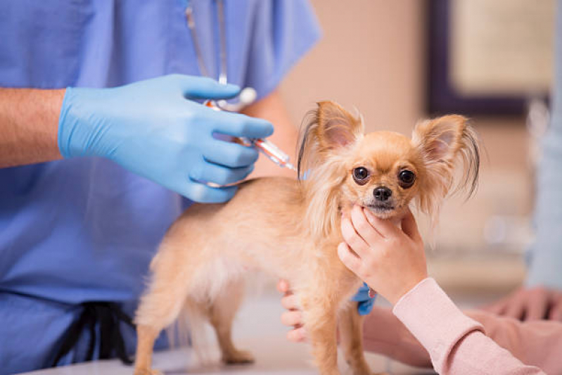Vacina contra Raiva para Cachorro Eugênio de Mello - Vacina de Raiva para Gatos