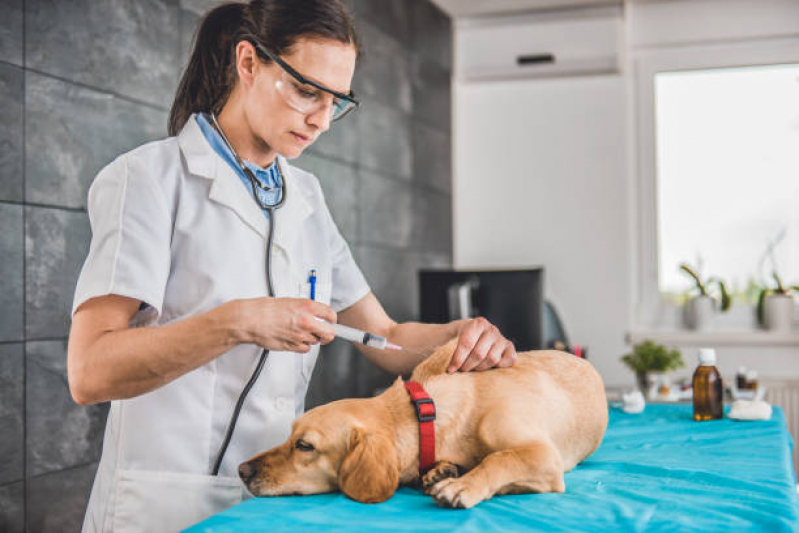 Vacina da Raiva para Cachorro Clínica Rua Eloy Porto - Vacina V4 para Gatos
