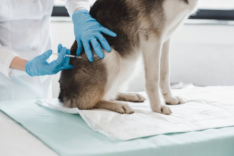 Vacina de Giárdia para Cães Clínica Rua Ambrósio Molina - Vacina Antirrábica para Gato