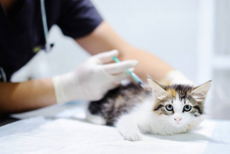 Vacina de Raiva para Gatos Clínica Centro - Vacina V10