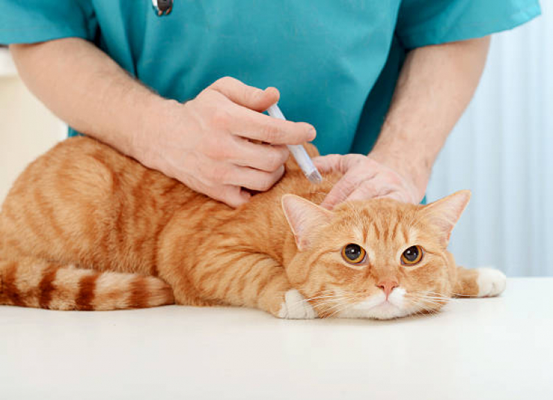 Vacina de Raiva para Gatos Vila Tesouro - Vacina da Raiva para Cachorro