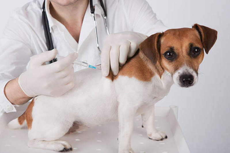 Vacina para Cachorros Clínica Portal do Ceu - Vacina Antirrábica para Cachorro