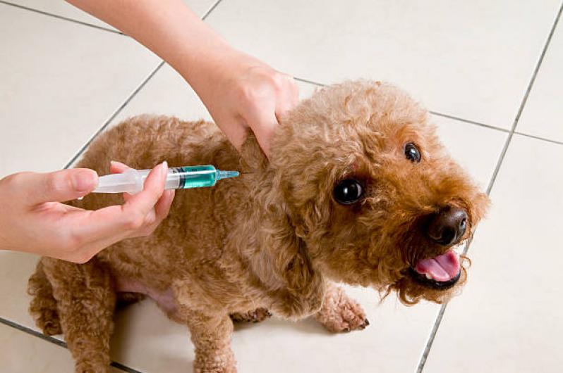 Vacina para Cachorros Jardim Nova Michigan - Vacina Antirrábica para Cachorro