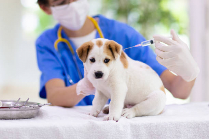 Vacina para Filhote de Gato Clínica Centro - Vacina da Raiva para Cachorro