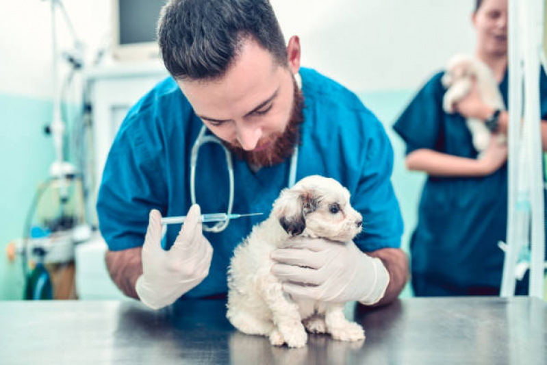 Vacina para Filhote de Gato Rua Bernardo Alves dos Santos - Vacina de Giárdia para Cães