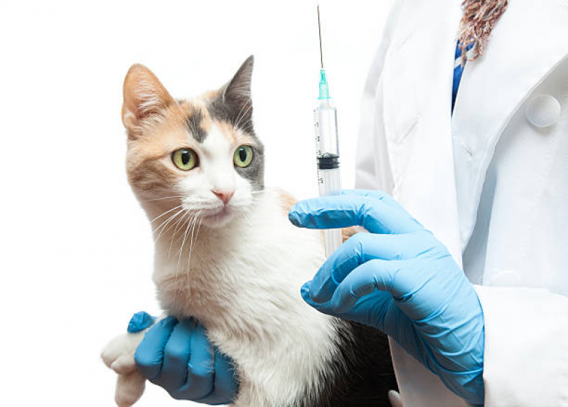 Vacina V10 Clínica Vila Tesouro - Vacina de Raiva para Gatos