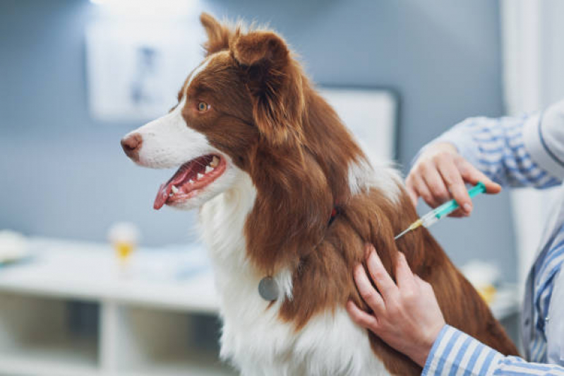 Vacina V10 Importada Valores Santa Luzia - Vacina da Raiva para Cachorro