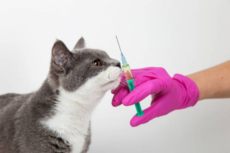 Vacina V10 Importada Jardim Nova América - Vacina V4 para Gatos