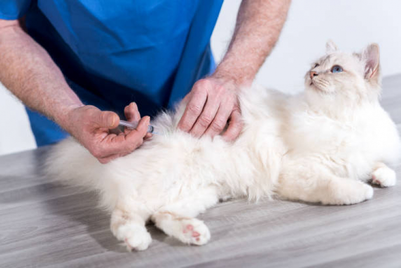 Vacina V4 para Gatos Clínica Eugênio de Mello - Vacina Antirrábica para Cachorro