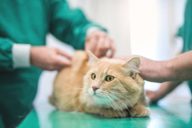 Vacina V4 para Gatos Recanto dos Eucaliptos - Vacina para Cachorros Caçapava