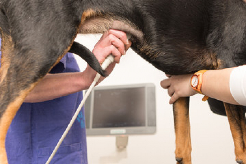 Valor de Exame de Ultrassom Abdominal Cão Jardim Amália - Exame de Ultrassom Abdominal Cão
