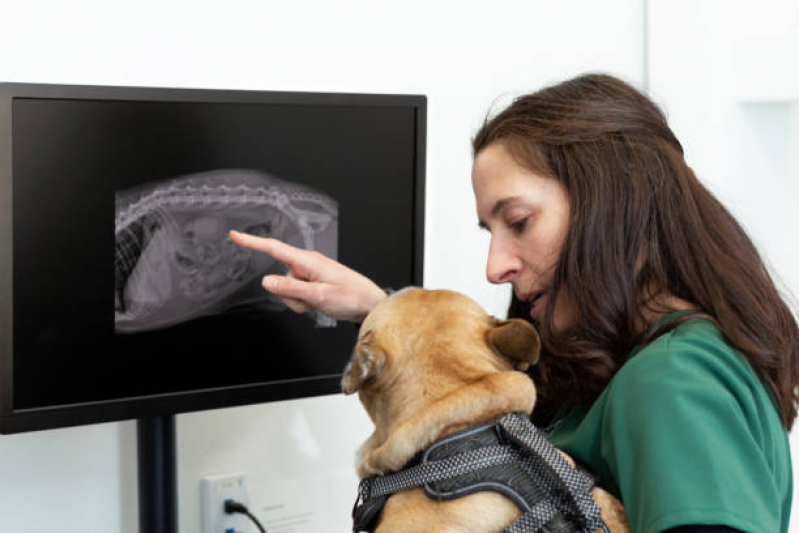 Valor de Exame de Ultrassom Cachorro Vera Cruz - Exame de Ultrassom Abdominal para Cachorro Caçapava