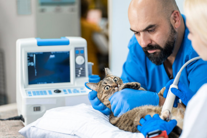Valor de Exame de Ultrassom de Gato Vila Independência - Exame de Raio X para Animais
