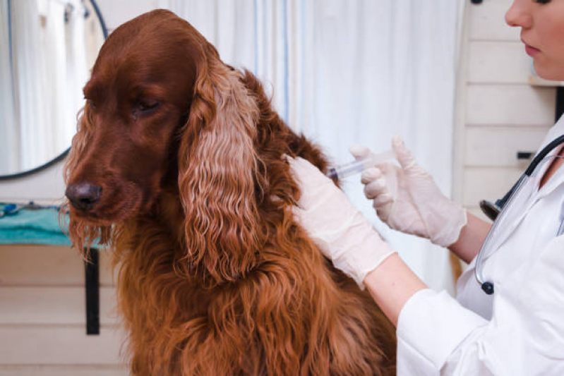 Valor de Vacina Antirrábica para Cachorro Vila Iracema - Vacina contra Raiva para Cachorro