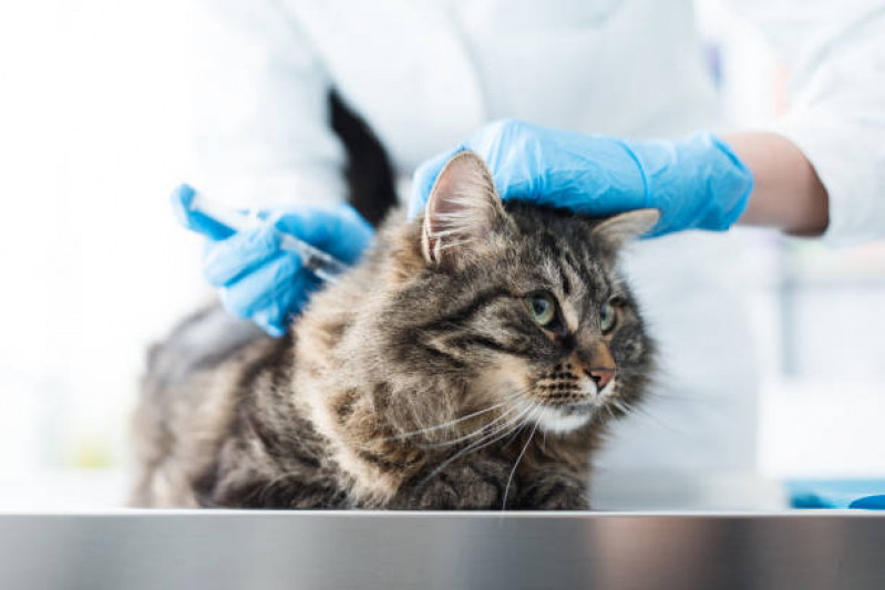 Valor de Vacina Antirrábica para Gato Bairro da Pernambucana - Vacina de Raiva para Gatos