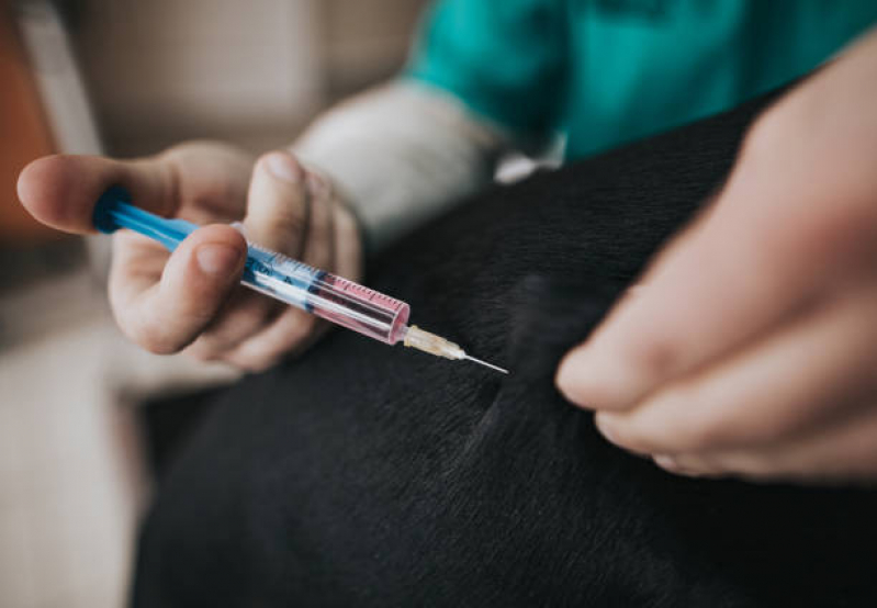 Valor de Vacina da Raiva para Cachorro Jardim San Rafael - Vacina Antirrábica para Gato