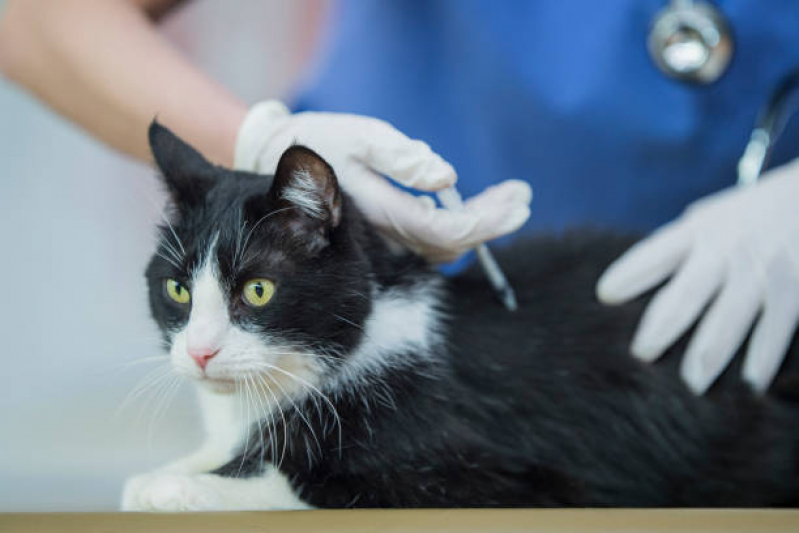 Valor de Vacina de Raiva para Gatos Piedade - Vacina da Raiva para Cachorro