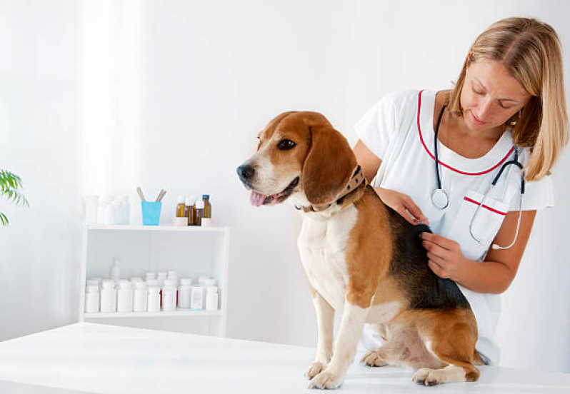 Valor de Vacina para Cachorros Jardim das Cerejeiras - Vacina V10