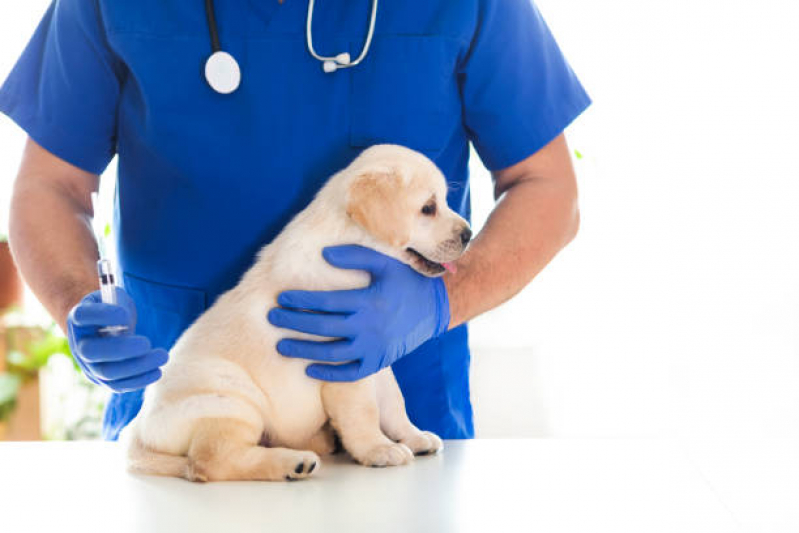 Valor de Vacina para Filhote de Gato Campos de São José - Vacina de Giárdia para Cães