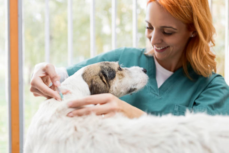 Valor de Vacina para Gato Filhote Campos de São José - Vacina da Raiva para Cachorro