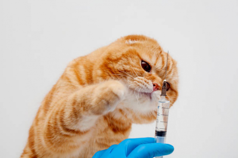 Valor de Vacina V4 para Gatos Jardim San Rafael - Vacina da Raiva para Cachorro
